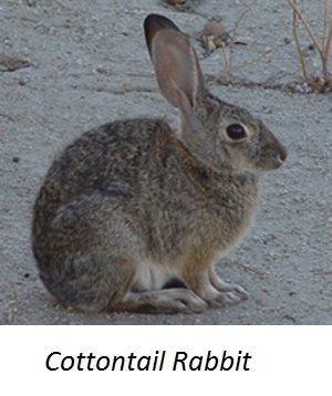 Animal CottontailRabbit