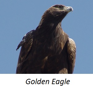 Animal GoldenEagle