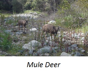 Animal MuleDeer