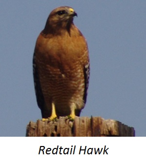 Animal RedtailHawk