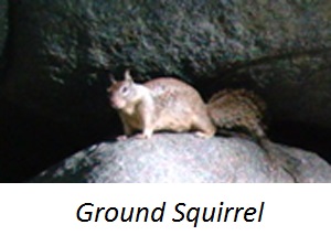 Animal Squirrel