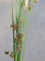 Basketry Juncus