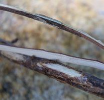 Basketry Sumac