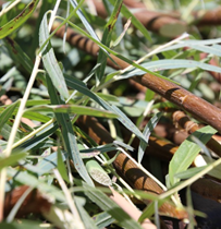 Basketry Willow