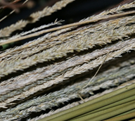 Basketry deergrass