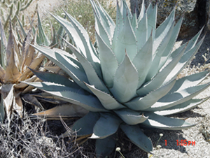plant Agave