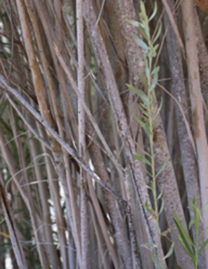Pechanga Band of Luiseño Indians - Plants