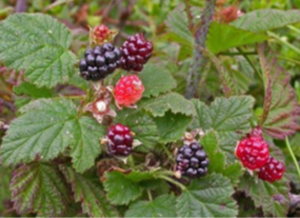 plant BlkBerry