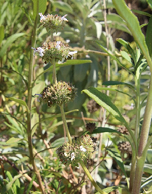 plant BlkSage