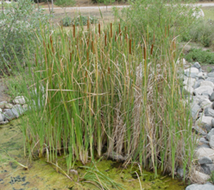 plant Cattail