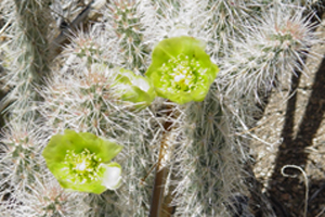 plant Cholla