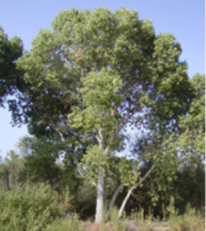 plant CottonWood