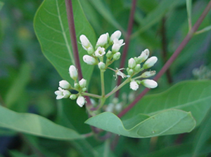 plant Dogbane