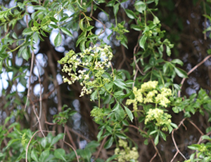 plant Elderberry