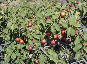 plant HollyLeafCherry