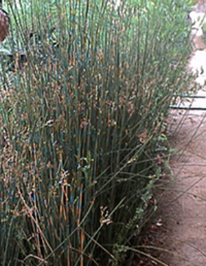 plant Juncus