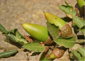 plant LiveOak