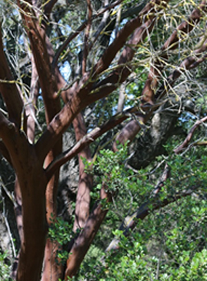 plant Manzanita