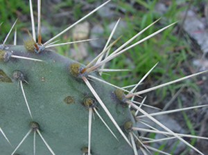 plant PricklyPearCactus