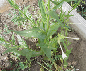 plant Tobacco