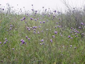 plant WildHyacinth