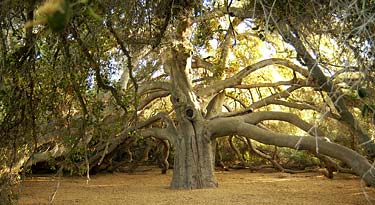 2.3 5242 oak