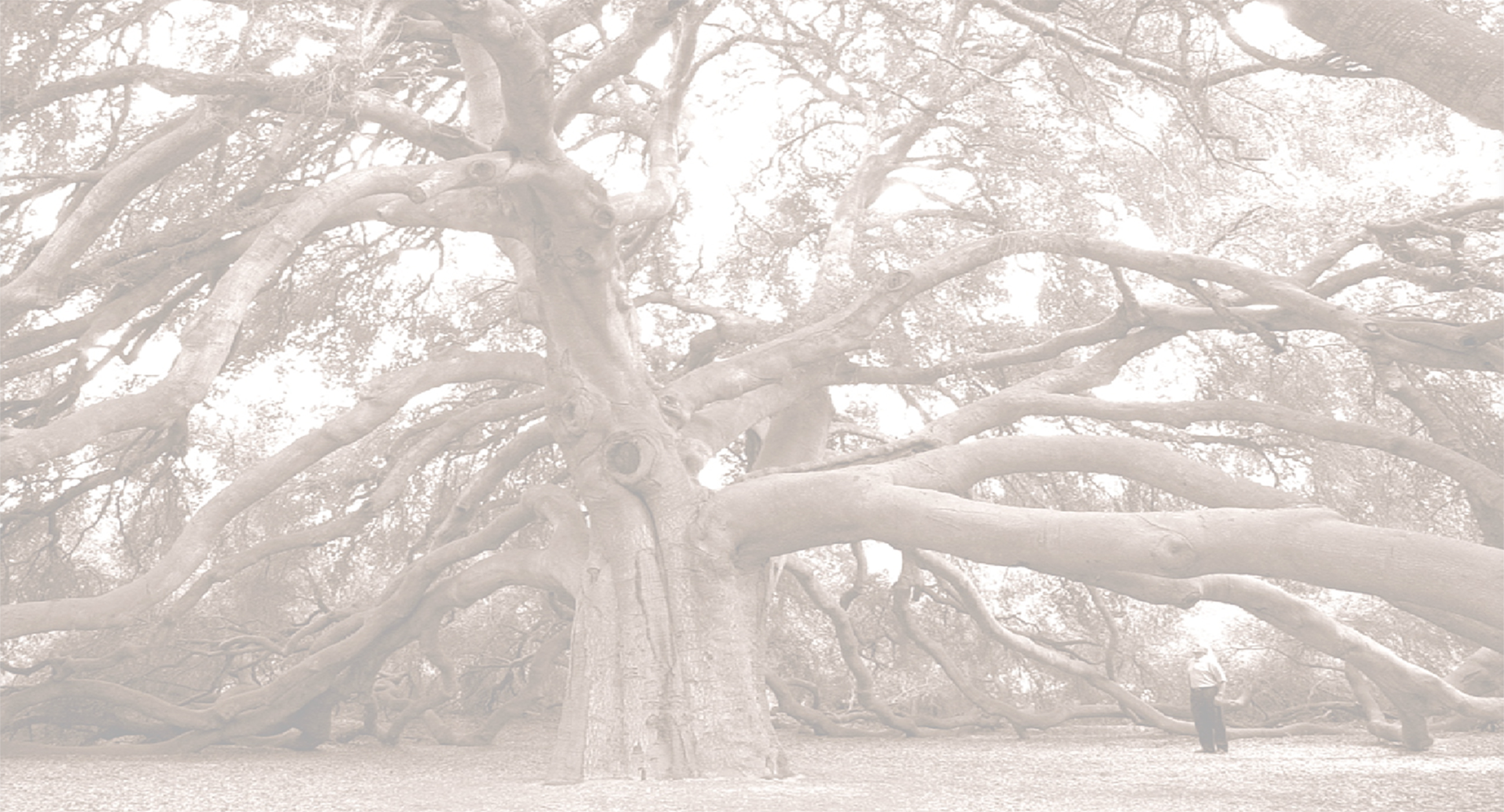 OakTree 1920x1080